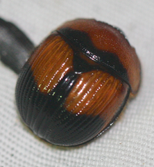 Bolbocerosoma bruneri