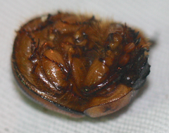 Bolbocerosoma bruneri