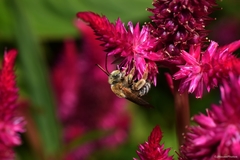 Melissodes comptoides