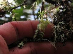 Fernandezia