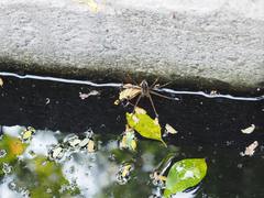 Dolomedes mizhoanus