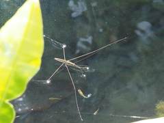 Aquarius elongatus