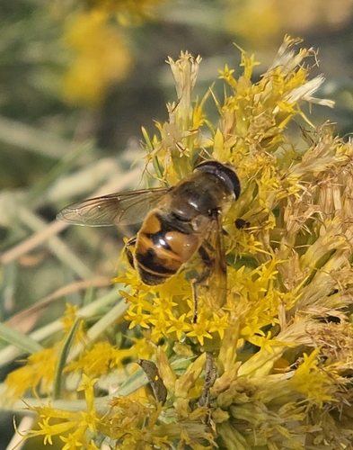 Unknown species found near Billings, MT 59105, USA