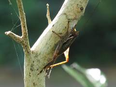 Cardiodactylus guttulus