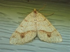 Macaria plumosata