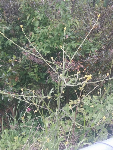 Sisymbrium officinale iNat (1)