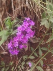 Verbena rigida