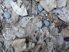 Atractus elaps