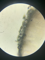 Sarcogyne similis