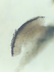 Sarcogyne similis