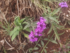 Verbena rigida