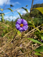 Solanum lignescens