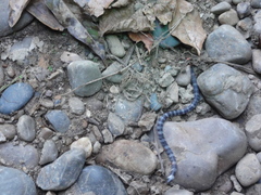 Atractus elaps