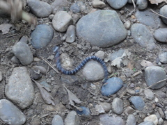 Atractus elaps