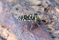 Placosternus difficilis