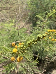 Vachellia natalitia