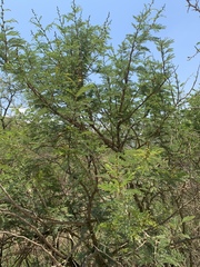 Vachellia natalitia
