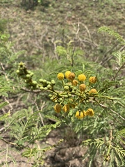 Vachellia natalitia