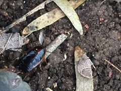 Ischnoptera bilunata