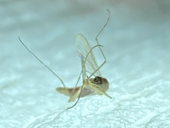 Culex pipiens