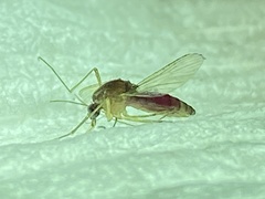 Culex pipiens