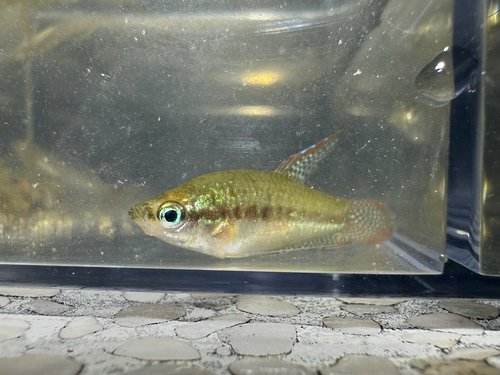Threestripe croaking gourami (Trichopsis schalleri) — Osphronemidae — 4