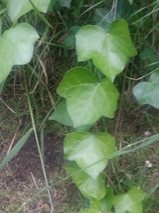 Hedera helix