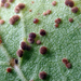 Puccinia malvacearum - Photo no hay derechos reservados, subido por Peter de Lange