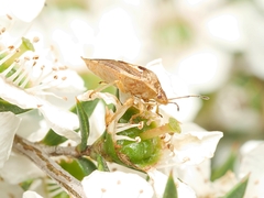 Eupolemus angularis