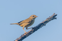 Phylloscopus schwarzi