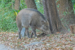 Sus scrofa moupinensis