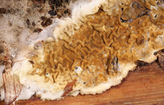 Serpulaceae