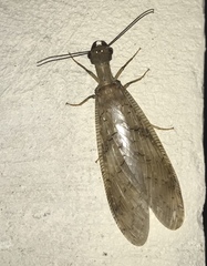 Corydalus flavicornis