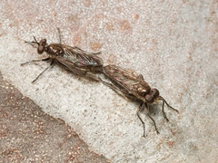 Bromotheres australis