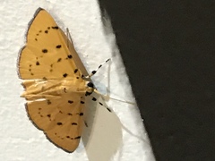 Phaedropsis