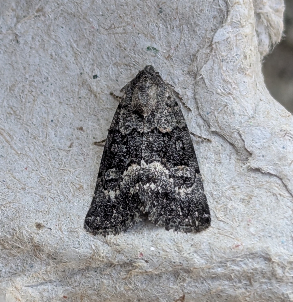Sympistis parvanigra
