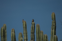 Melanerpes hypopolius