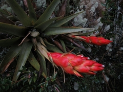 Tillandsia turneri
