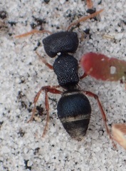 Ephutomorpha porrecticeps