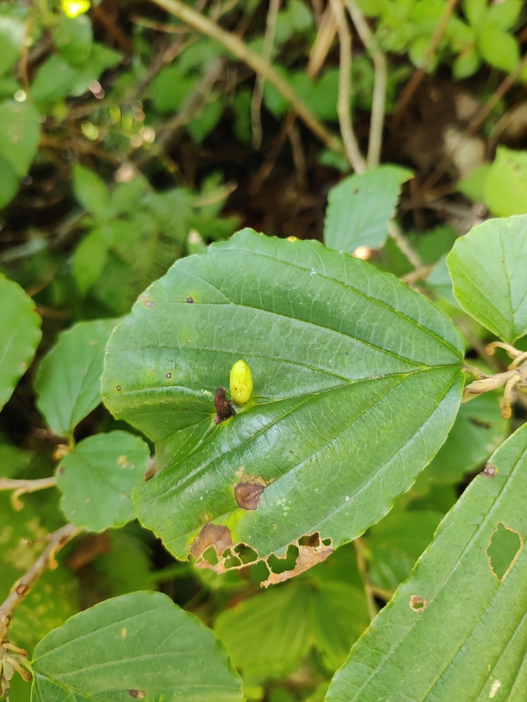 Hormaphis betulae