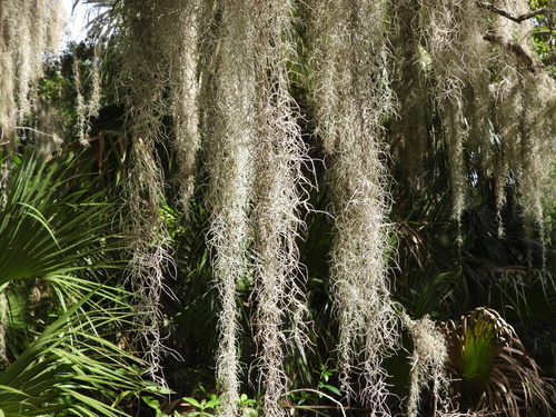 Tillandsia usneoides