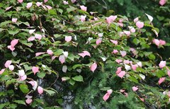 Actinidia kolomikta