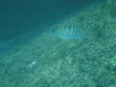 Halichoeres notospilus