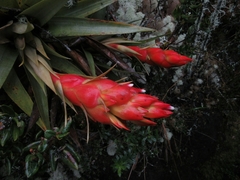 Tillandsia turneri