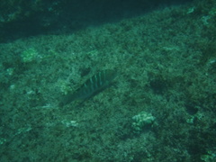 Halichoeres notospilus