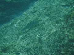 Halichoeres notospilus