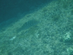 Halichoeres notospilus