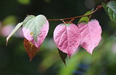 Actinidia kolomikta