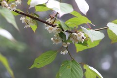 Actinidia kolomikta