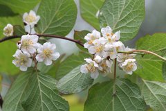 Actinidia kolomikta